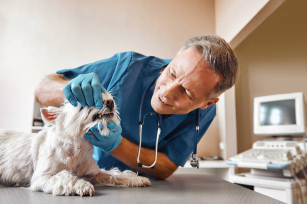  Summersville, WV Emergency Dentist Pros